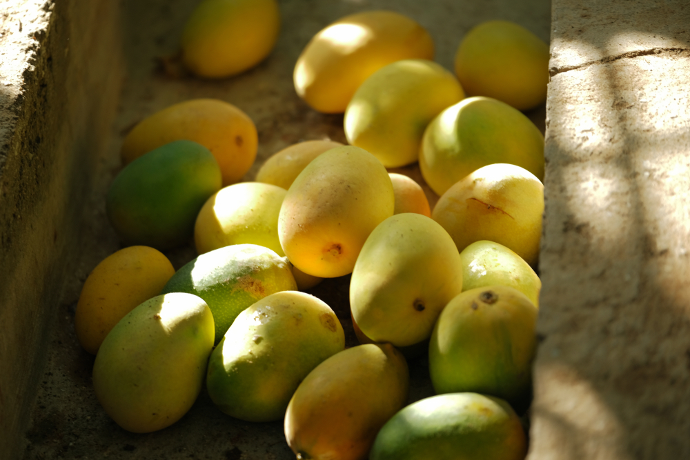 mango-farm